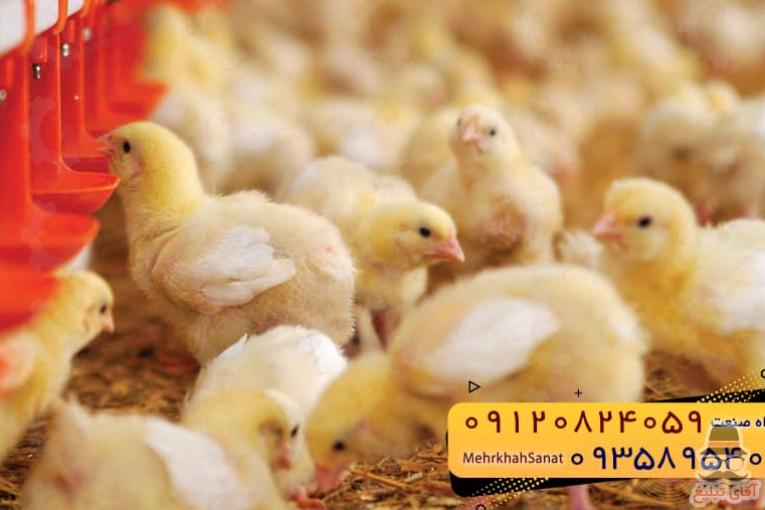 جوجه راس ۳۰۸